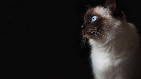 Blue-Eyes-Grumpy-Cat-HD-Wallpaper.jpg